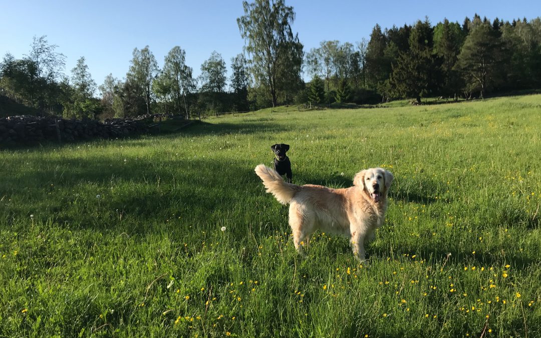 Välj dina kommandon med omsorg – och lär in dem ännu noggrannare!
